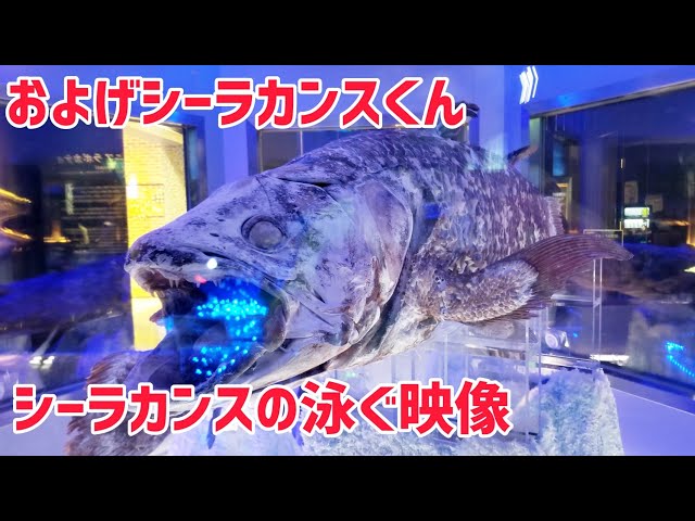 貴重】シーラカンスの泳ぐ映像 Coelacanth swims 沼津港深海水族館