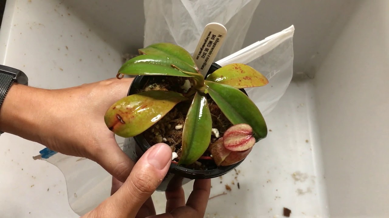 Unboxing & Rapid Bag Acclimation Method for New Nepenthes
