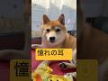 ぜっっったいデカなった👂🤣#柴犬 #豆柴 #shibainu #犬 #犬のいる暮らし #shorts