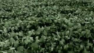 Fields of Energy: Super Soybean