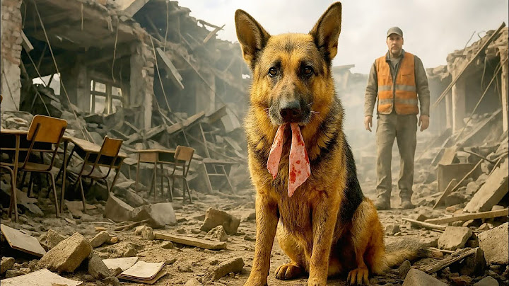 K9 Dog Survives School Collapse — Holding a Girl’s Blood-Stained Ribbon