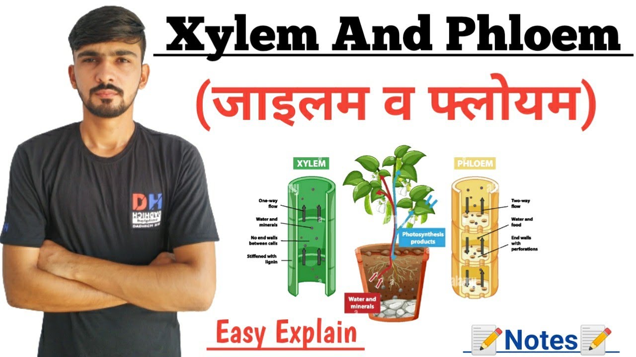 जाइलम व फ्लोयम || Xylem and Phloem - Transportation Of Nutrients In Plants || By Dadhich Sir