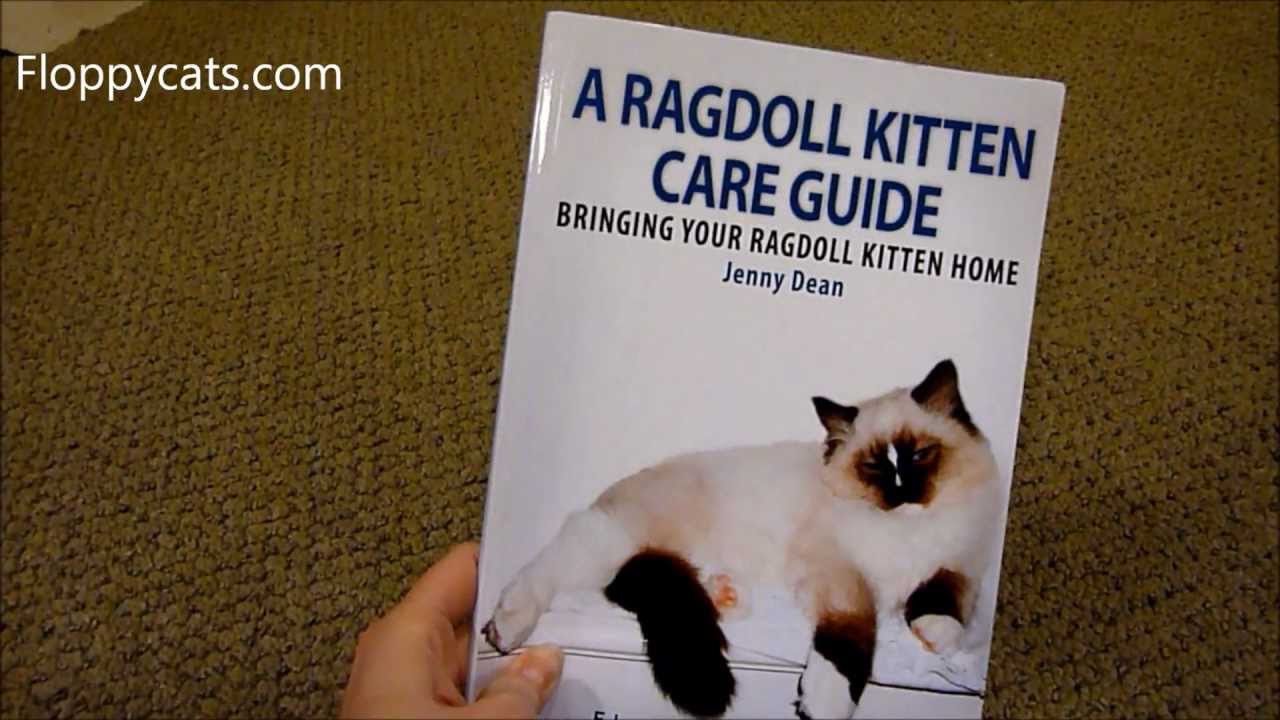 A Ragdoll Kitten Care Guide eBook Free Thru Feb 18 2013 - ラグドール