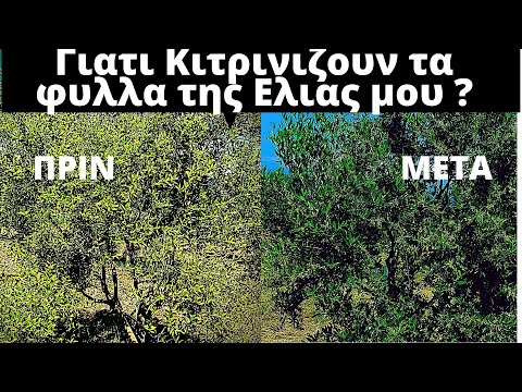 Βίντεο: Λόγοι και διορθώσεις για κίτρινα φύλλα σκουός