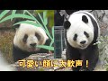 12/25シャオシャオレイレイ最後のお庭！とびきり可愛い顔を見せてくれたgiantpanda @tokyo 上野動物園