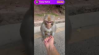 Monkey Ignores Food and Gets Angry When Shown Middle Finger | Funny Video