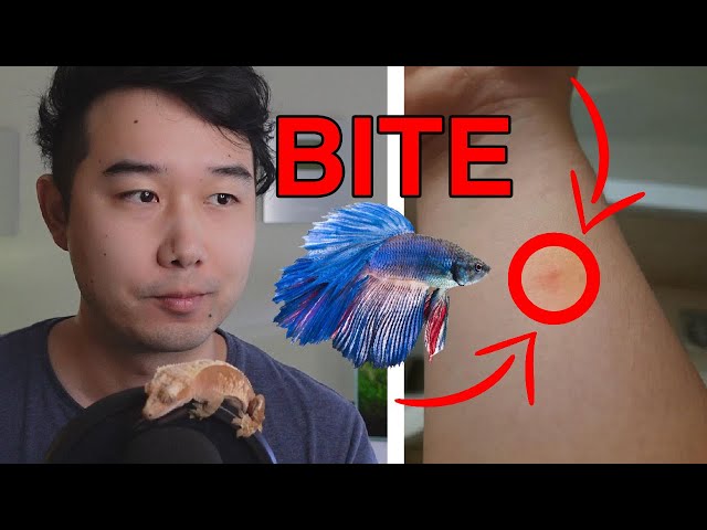 what could happen if you get BITTEN by a BETTA FISH | Fish Tank Review 229 class=