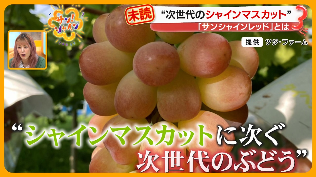 次世代エース” ぶどうグランプリ大賞受賞 ｢サンシャインレッド｣ が