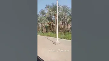 يا بابور الساعه تناشر يلي مسافر علي الصعيد 