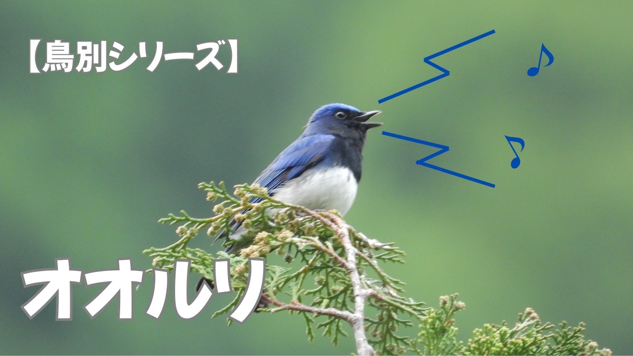 鳥別シリーズ】オオルリ - YouTube