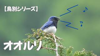 鳥別シリーズ】オオルリ - YouTube