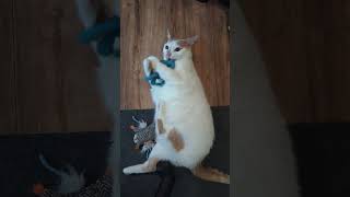 I freaking love this little dude. #CatsOfYoutube #cat #cute #playing by Colin T 1,312 views 8 months ago 1 minute, 1 second