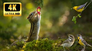 Cat TV 4K | Birds for Cats to Watch | Cat Games 😸 Little birds and cute squirrels in a tree 🐿