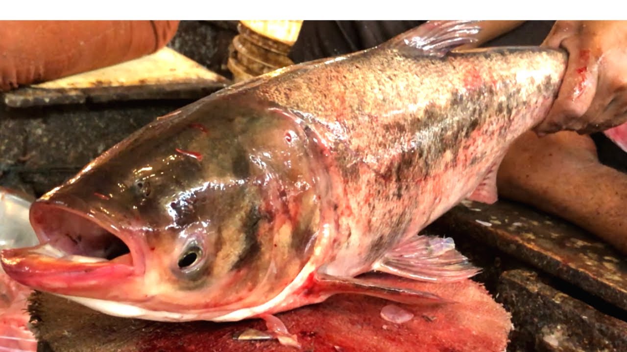 Amazing Big Head Carp Fish Cutting Skills In Fish Market A Skilled Fish