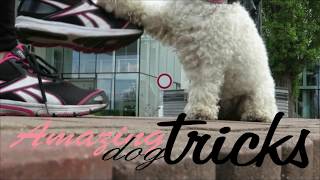 Amazing dog tricks by Teri the Bichon Frisé #2