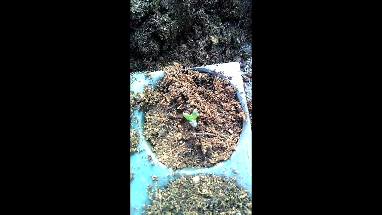 Tomaten Tigerella pikieren