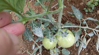 LA GESTIONE DEL 🍅 🍅 🍅 DETERMINATO (NANO) RICONOSCERLO E COME ESEGUIRE LA POTATURA 👌