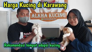 Harga kucing Di ALKHA Kucing❗ini Harga adopsi di Karawang