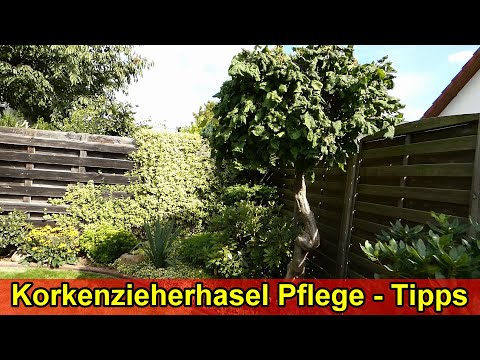 Korkenzieherhasel pflanzen & Pflege Tipps Korkenzieherhaselnuss gießen, düngen, Standort schneiden