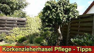 Korkenzieherhasel pflanzen & Pflege Tipps Korkenzieherhaselnuss gießen, düngen, Standort schneiden