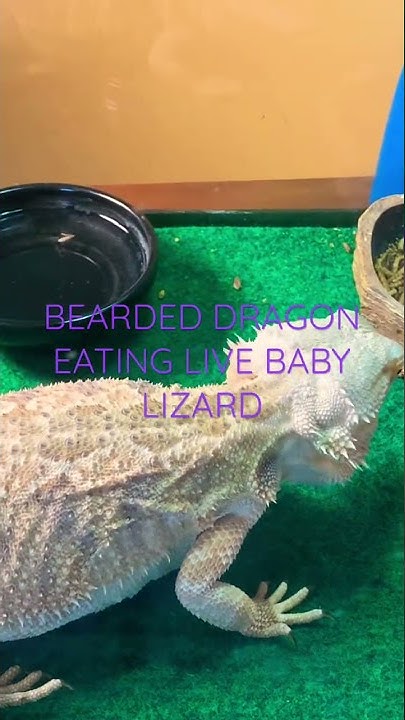 Bearded Dragon eating Baby Blue Belly Lizard 1 - YouTube