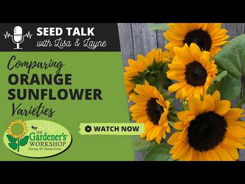 Seed Talk #145 - Comparing Orange Sunflower Varieties - YouTube