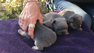 French Bulldog Babies 3 weeks old BoPeep & Sir Humpalot