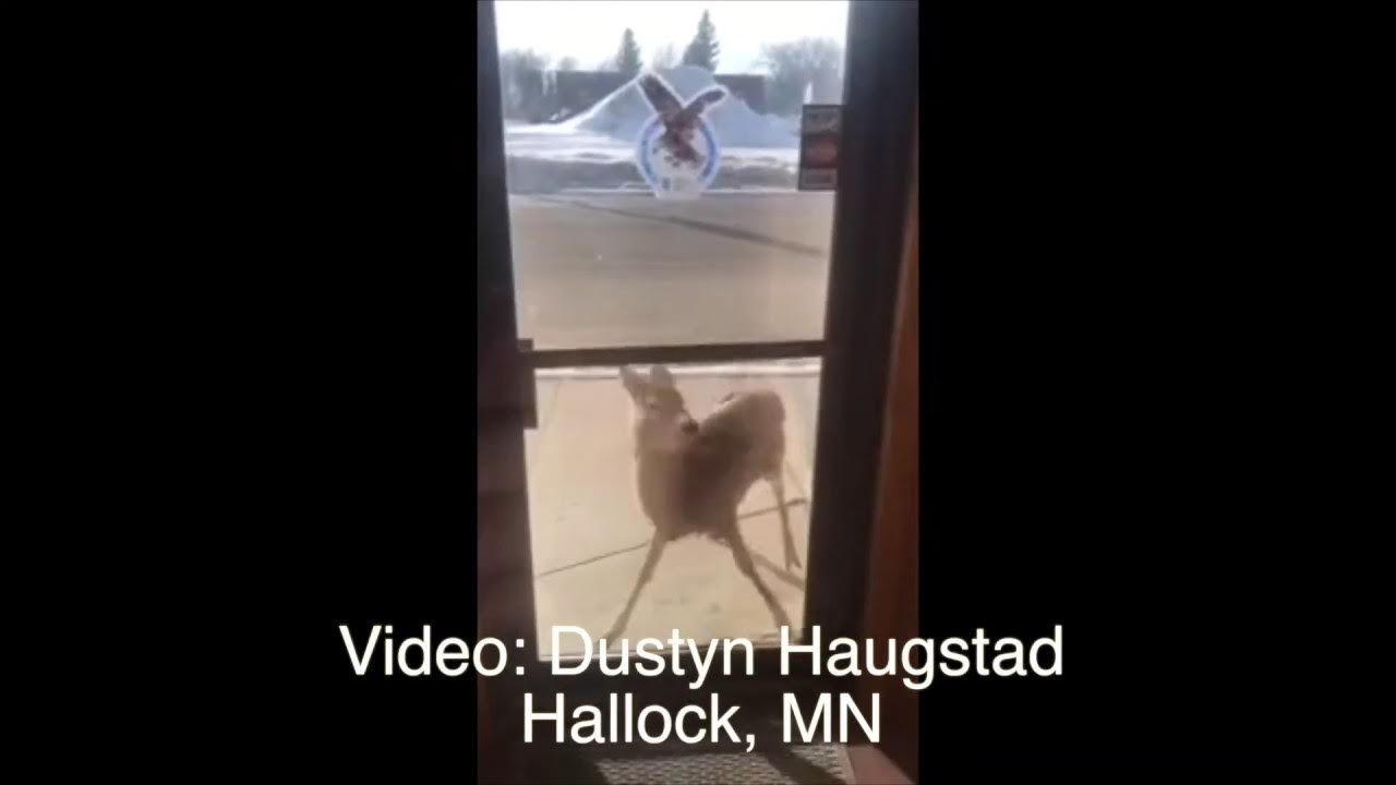 Deer Denied Entry to Hallock, MN Eagles Club YouTube