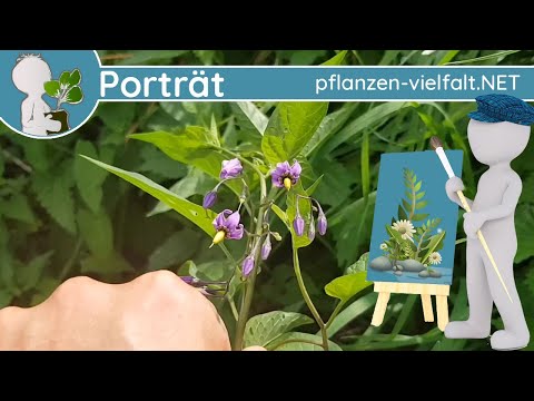 Video: Er solanum dulcamara spiselig?