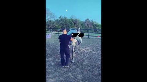Guy Gets Bitten by Horse While Trying to Hug Him - 1124012