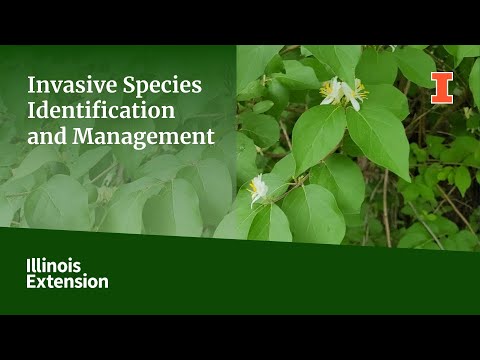 Video: Invazinių rūšių identifikavimo patarimai: kaip sužinoti, ar rūšis yra invazinė jūsų sode