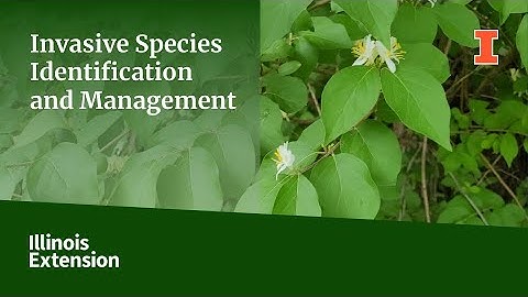 How to Identify and Manage Invasive Species