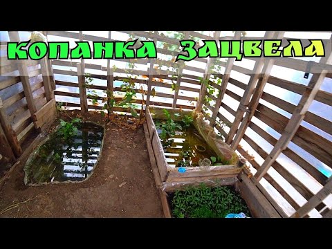 Копанка зацвела, потерял с десяток золотых. Родостому с нереста и Скалярия