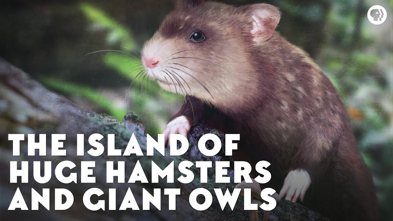 ⁣The Island of Huge Hamsters and Giant Owls