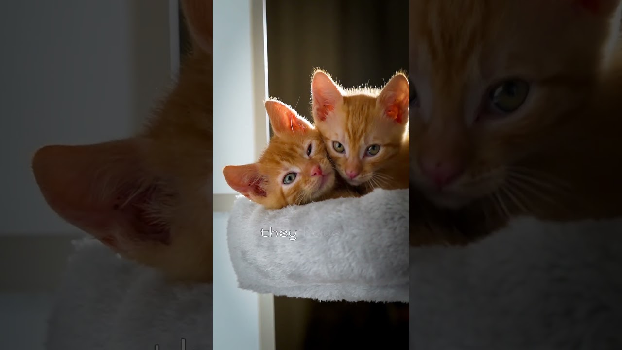 Have you ever noticed how cats choose the best people to share their love with? 