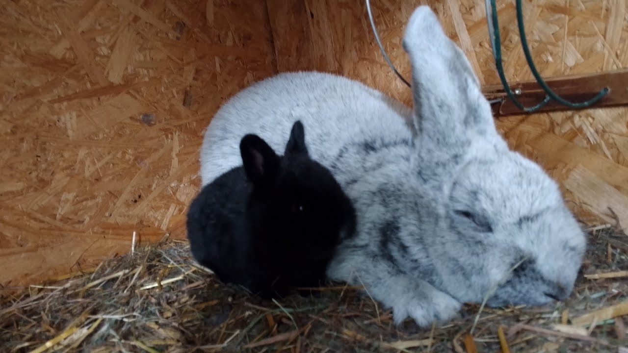 Wykoty WJS. Ocieplony dach mamy drzwi i okno😱