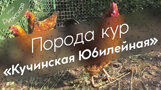 Порода кур «Кучинская Юбилейная» 🐓 Обзор