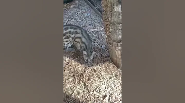 Playing with my African Spotted Genet