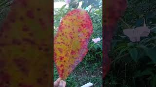 la hoja de almendra bueno para la presion arterial alta