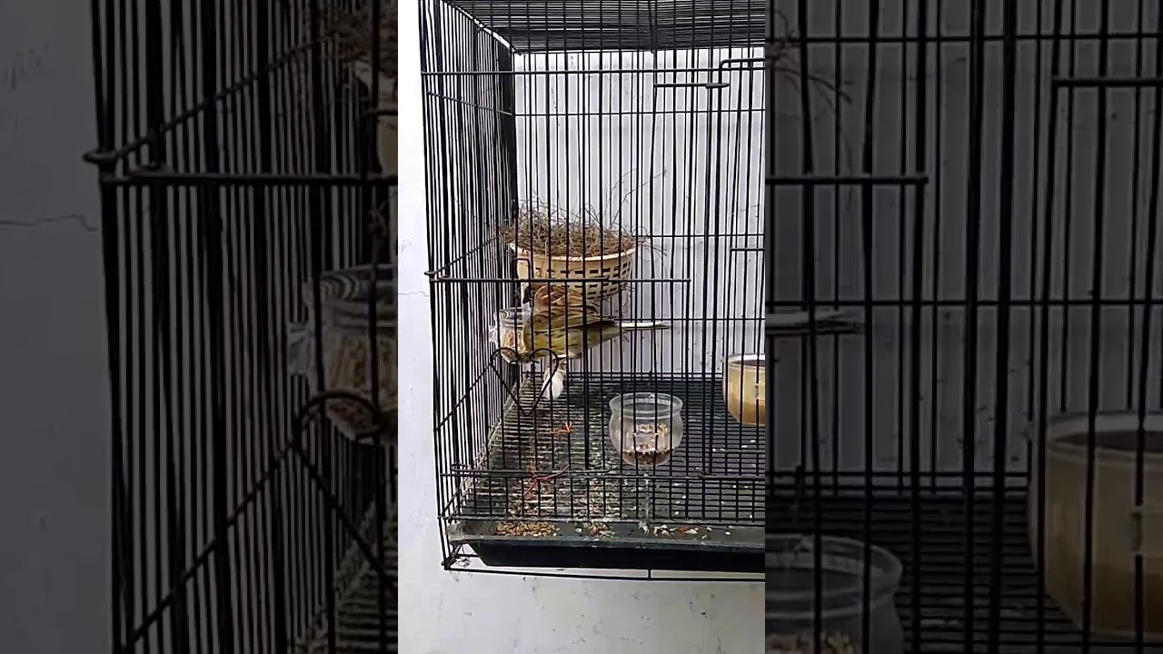 Ternak burung kenari silangkan dengan burung gereja 