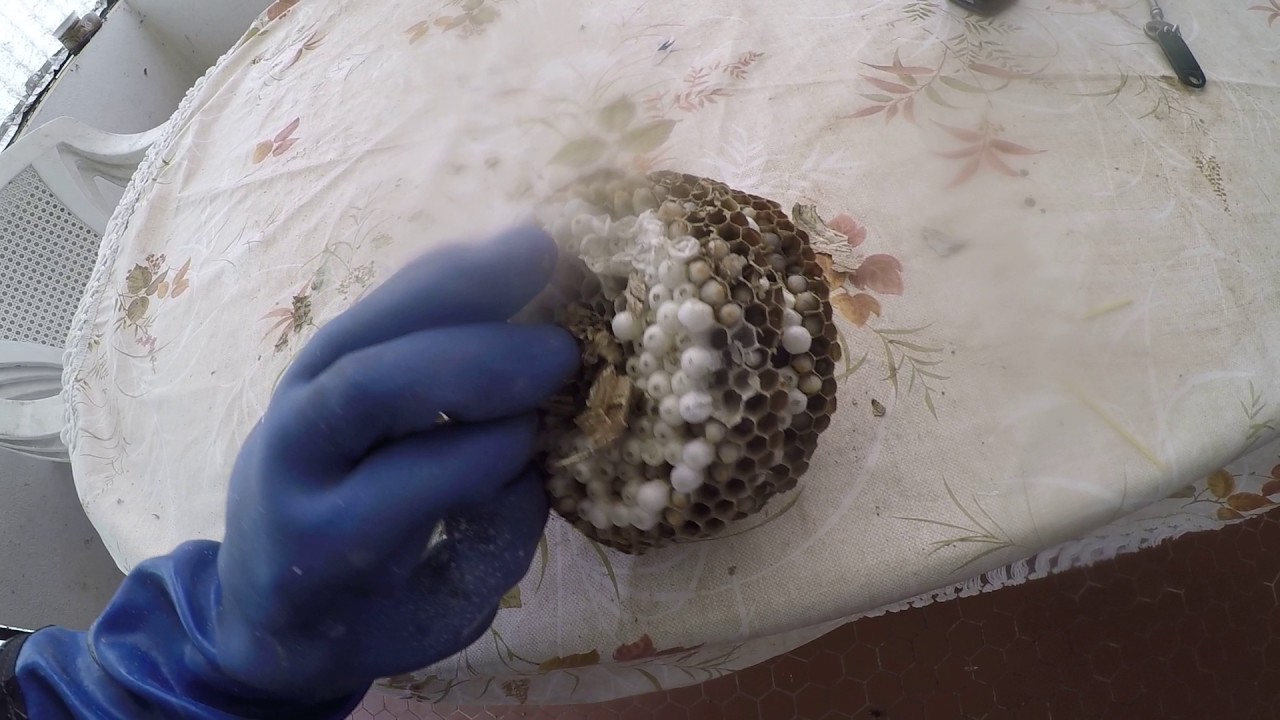 Frelon asiatique surprenant et dangereux #1