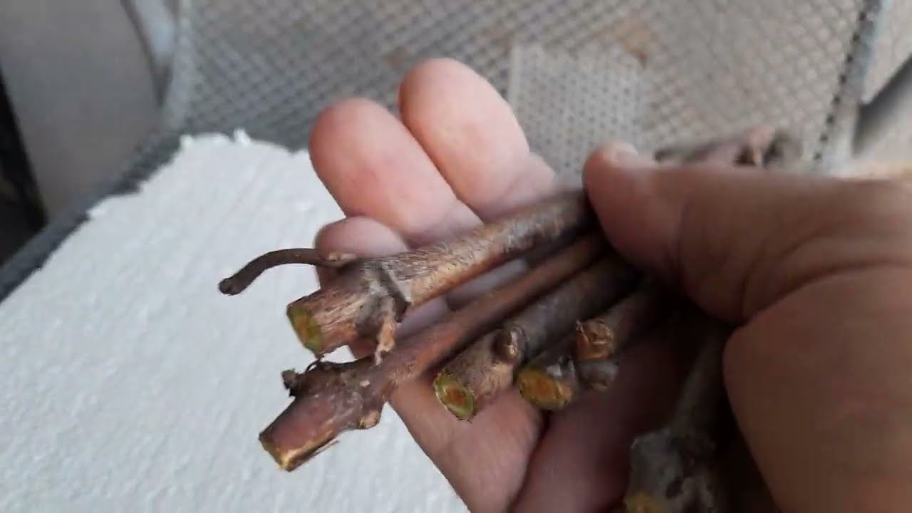 Najekonomičniji  način proizvodnje sadnica vinove loze iz reznica