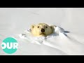 Witnessing the power and beauty of polar bears  our world