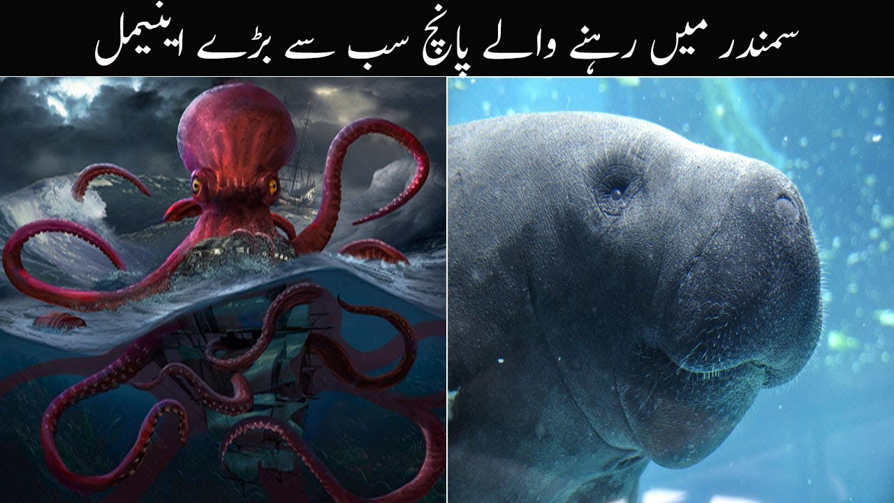 Top biggest sea animal in the World 2020 Urdu / Hindi