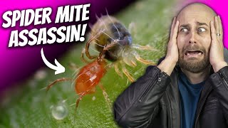 How to Get Rid of Spider Mites on Indoor Plants | Predatory Mites  Bugs For Bugs