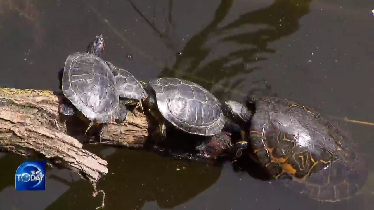 RED EARED SLIDER DISRUPTS ECOSYSTEM (News Today) l KBS WORLD TV 220516
