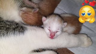 WOW!! Cutest newly baby kitten & so lovely baby kitten #kitten #cat #newborncat by Joyful Cat 3 views 1 year ago 5 minutes, 14 seconds