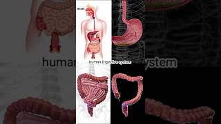 learn human digestive system in two minutes 🤫😱// explain in Hindi //#shorts #digestivesystem