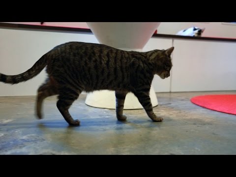My Cat From Heaven: Koneko Cat Cafe