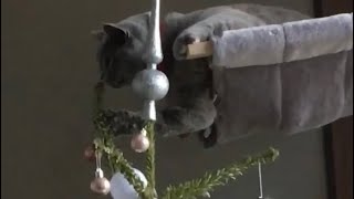 Adorable british cat and the Christmas tree 🎄🐾😍♥️ by British Shelby 13 views 2 years ago 2 minutes, 19 seconds